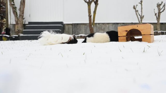 meerschweinchen schnee winter tier natur nager laufen rennen