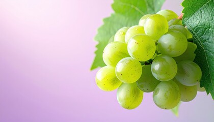 A cluster of unripe green grapes on the vine showing a pale white bloom isolated against a soft purple background