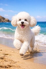 White poodle dog running happily on the beach by the sea on a sunny day. Cheerful, summery and fun scene of a pet enjoying nature.