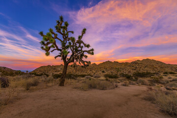 Joshua Tree National Park and the Mojave Desert