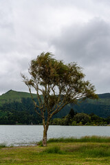 Obraz premium Sao Miguel Island Lakeside Trees