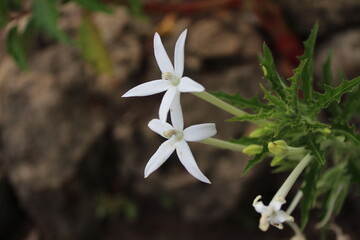 Hippobroma longiflora flower, also called Star of Bethlehem or madamfate. long white tubular petals, star shaped corolla, green leaves, and stem.for botany, nature, and medicinal plant visuals