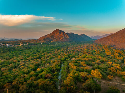 Aerial view of vibrant green canopy stretches to the base of rugged mountains under a serene sky, Pushkar Rural, Rajasthan, India.
