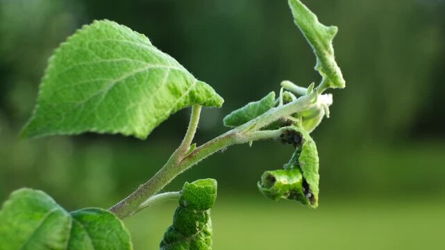 Aphid. Insects pests affect plants, gardens and orchards. Eat leaves and fruits of plants. Protection from vermin and diseases. Damage to the plant by pests. High quality 4k footage.