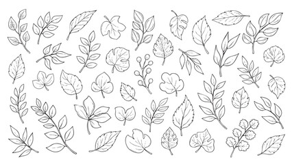 Collection of various detailed leaf and plant illustrations isolated on transparent background