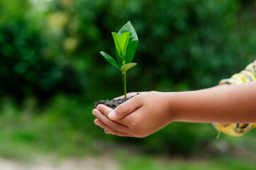 Renewable energy concept Earth Day or environment protection Hands protect forests that grow on the ground and help save the world.