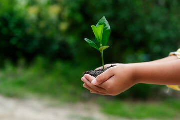 Renewable energy concept Earth Day or environment protection Hands protect forests that grow on the ground and help save the world.