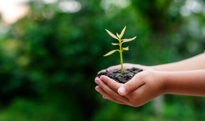 Renewable energy concept Earth Day or environment protection Hands protect forests that grow on the ground and help save the world.