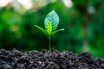 Renewable energy concept Earth Day or environment protection Hands protect forests that grow on the ground and help save the world.