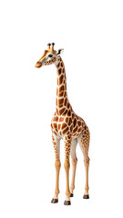 Naklejka premium Tall giraffe with distinctive coat pattern stands gracefully, showcasing its long neck and elegant posture. This majestic animal embodies beauty