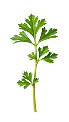 Fresh green parsley leaves with vibrant color and detailed texture, perfect for culinary use or decoration