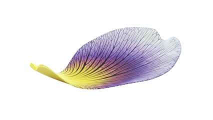 Close-up of a delicate purple and yellow flower petal with intricate veins