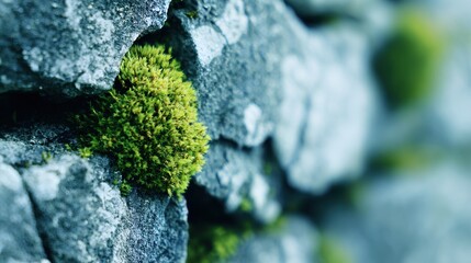 Close up of green moss growing on cracked weathered stone