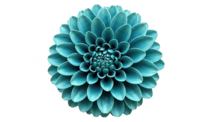 Vibrant teal dahlia-like flower isolated on transparent background