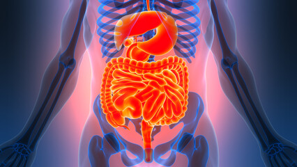 Human Digestive System Anatomy