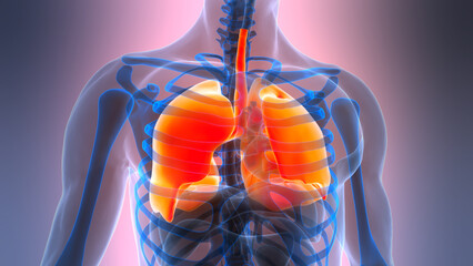 Human Respiratory System Lungs Anatomy
