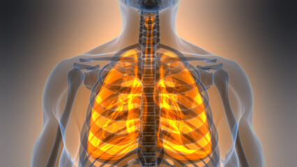Human Respiratory System Lungs Anatomy