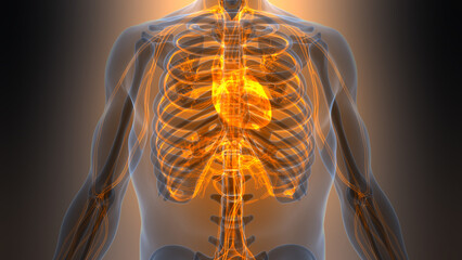 Human Circulatory System Heart Anatomy