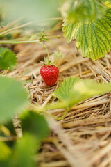 Ripe Strawberry In Straw Mulch Garden Snapshot