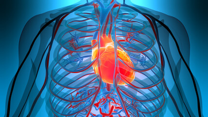 Human Circulatory System Heart Anatomy