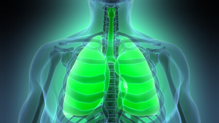 Human Respiratory System Lungs Anatomy