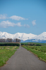 Fototapeta premium 春の雪山に続く草原の道 