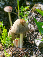 A common micaceous ink cap (Coprinellus micaceus), photographed in Tremosine.