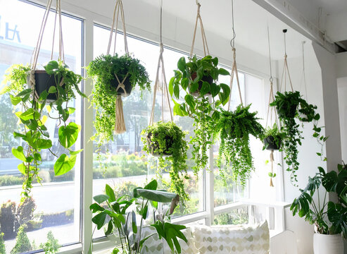 窓辺に吊るした観葉植物の鉢