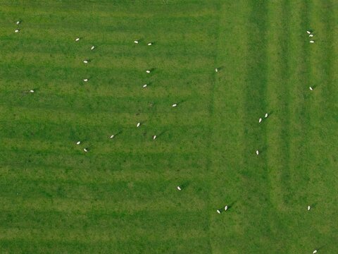Aerial view of a lush green field dotted with white sheep, creating a stark contrast between nature's canvas and livestock, Market Harborough, England, United Kingdom.