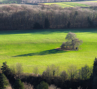 Aerial view of a solitary tree casts a long shadow across a vibrant green field, contrasting with the dark woods in the distance, Basingstoke, England, United Kingdom.