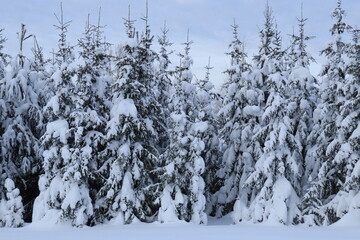 snow-covered coniferous forest of northeastern Europe in midwinter