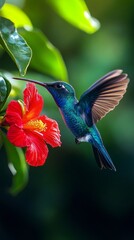 Obraz premium A bright hummingbird hovering among scarlet flowers conveys the dynamism of life and the beauty of nature, providing an expressive backdrop for environmental projects.