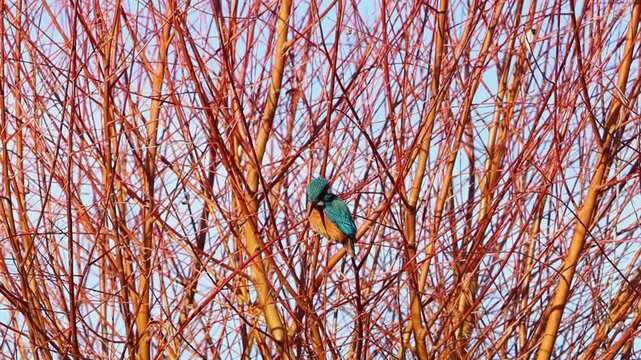 A Kingfisher, Alcedo atthis, in Winter sunshine. England. UK
