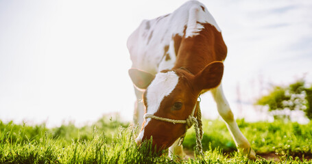 A young calf grazes on fresh green grass in a field under the sun's rays. The animal is tethered with a rope and enjoys a meal on a sunny day. Farming concept, animals. © maxbelchenko