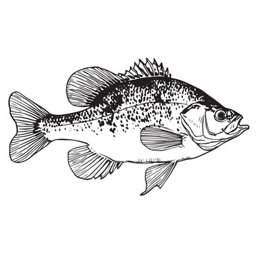 A realistic monochrome engraving of a freshwater crappie fish.