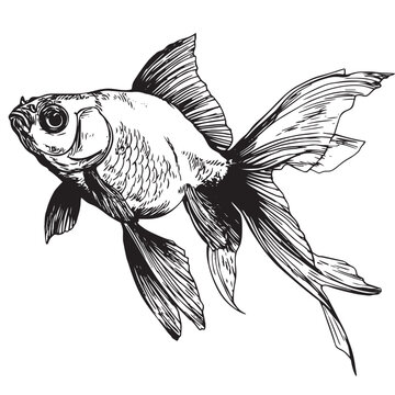 Detailed hand-drawn ink sketch of a goldfish with long fins.