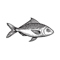 Vintage engraving of a freshwater fish with detailed scales.