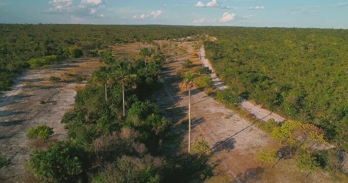 Slow drone aerial establishing shot of Cerrado savanna showing palm grove lining dry sandy river channel, flanking native shrub vegetation mosaic, plateau landscape, and typical biome geomorphology