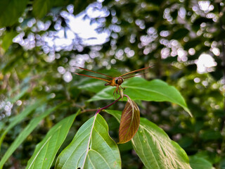 A dragonfly perched on lush green foliage in a tranquil garden setting, photographed from a close-up perspective. Perfect for depicting the wonders of nature.