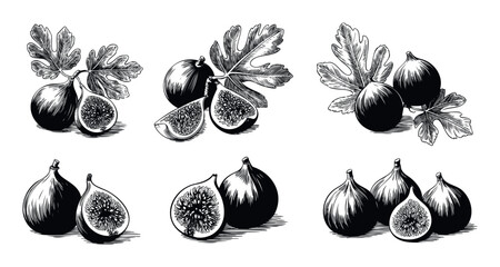 Collection of fresh figs and fig leaves in a detailed botanical drawing style perfect for food industry branding, cooking recipe illustrations, or healthy lifestyle publications.