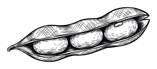 Hand drawn sketch of an open soybean pod revealing three healthy proteinrich beans inside, suitable for food product packaging, agricultural displays, or educational material