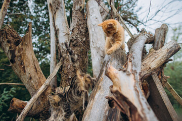 Fototapeta premium Kittens playing on rustic wooden structure outdoors