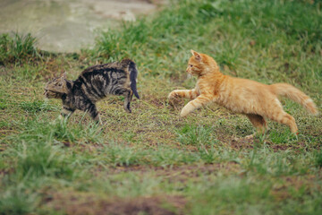 Tabby and ginger kittens playing on green grass