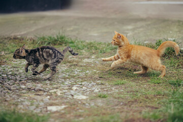 Kittens playing chasing outdoors on grass