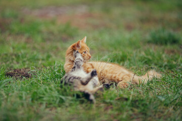 Ginger cat and tabby kitten playing outdoors