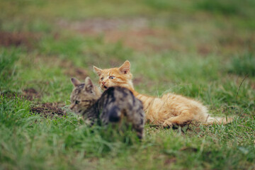 Ginger and tabby kitten playing on green grass