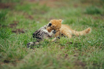 Young kittens playing and wrestling in green grass