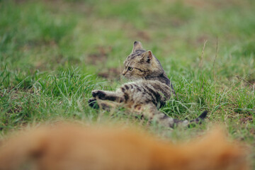 Tabby cat resting on green grass looking away