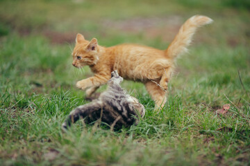 Ginger kitten playing with gray cat in green grass