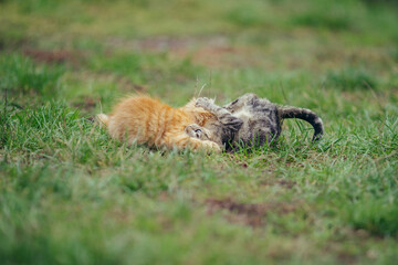 Kittens playing wrestling game on green grass